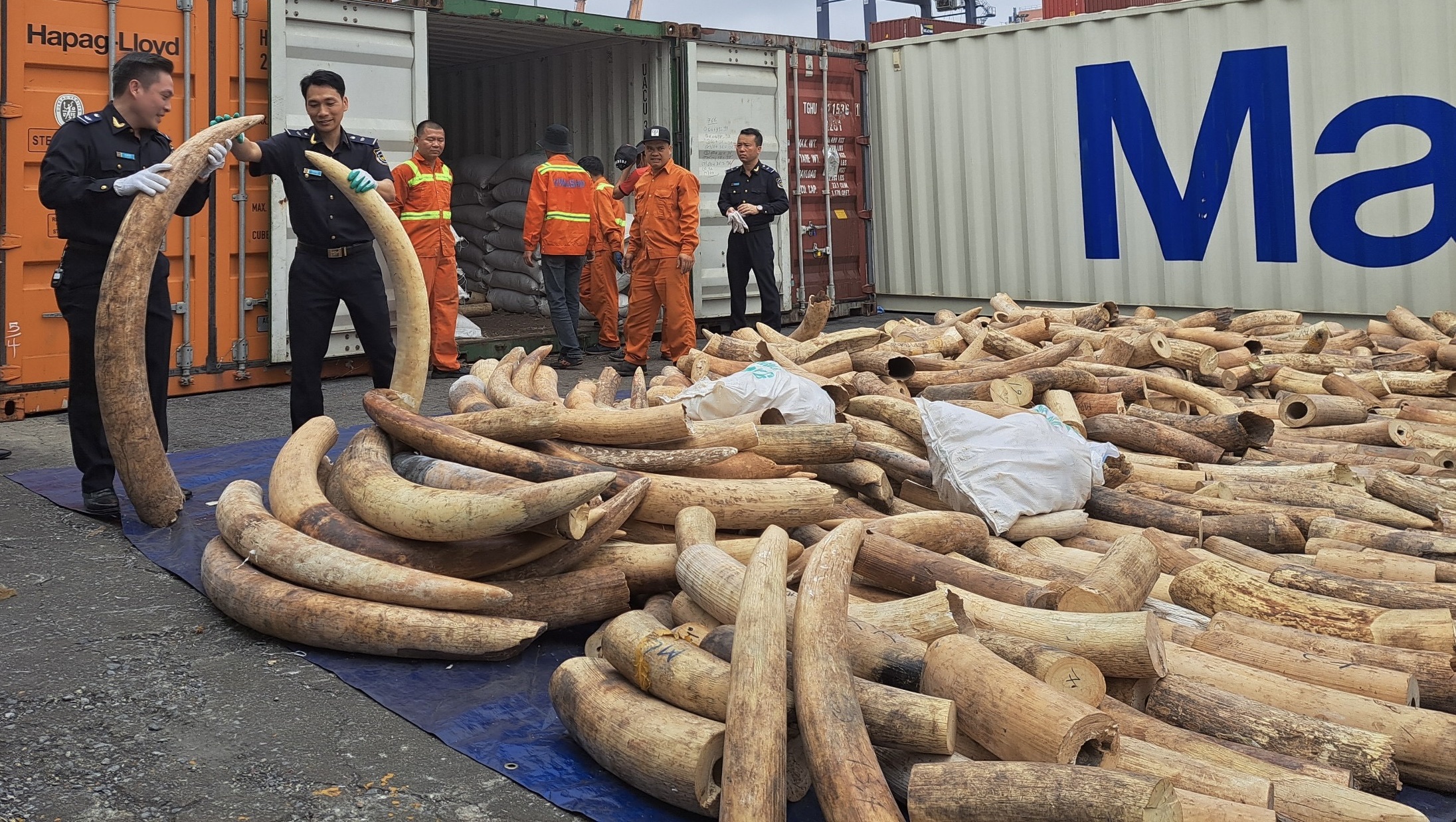 Phó Thủ tướng Trần Lưu Quang biểu dương thành tích bắt 7 tấn ngà voi tại Hải Phòng